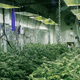 Illustration for article titled 14 High-Tech Farms Where Veggies Grow Indoors